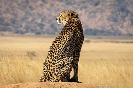 Selective Focus Photograph Of Cheetah thumbnail