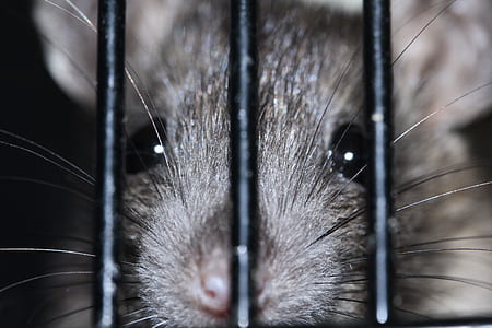 black rodent thumbnail