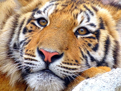 shallow focus photography of tiger thumbnail