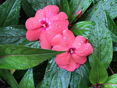 two red flowers with green leaves thumbnail