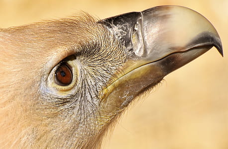 close up photography of brown and black bird thumbnail