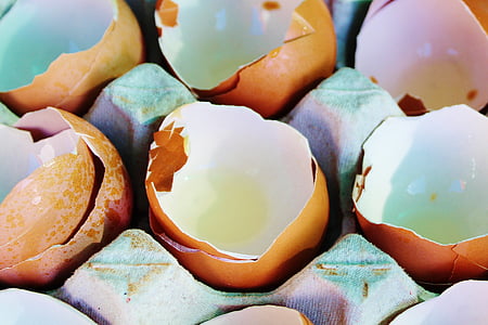 shallow focus photography of eggshells thumbnail