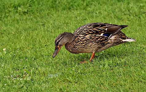 female mandarin duck on green grass thumbnail