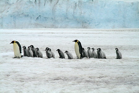 penguin on ice thumbnail