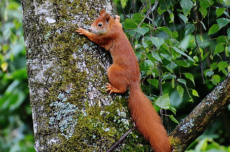 squirrel on tree thumbnail