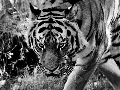 grayscale photo of tiger thumbnail