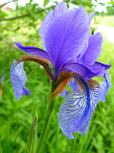 purple iris flower selective-focus photography at daytime thumbnail