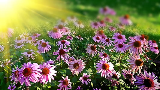 photo of purple multi-petaled flowers thumbnail