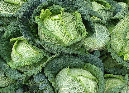 macro photography of cabbage thumbnail