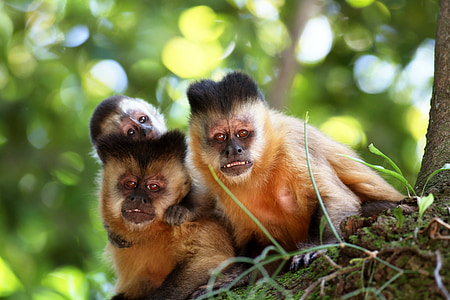 three monkeys thumbnail