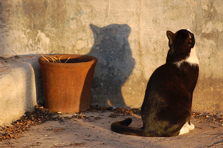 black and white cat standing in front of wall thumbnail