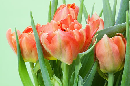 pink flowers thumbnail