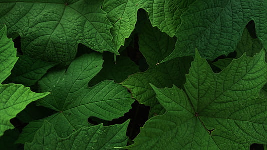 green leaf plants thumbnail