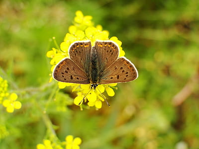 brown moth on yellow flower macro photography thumbnail