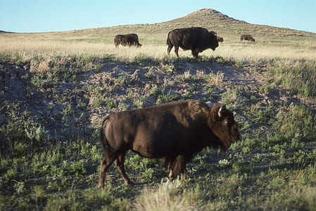 brown bison near hill thumbnail
