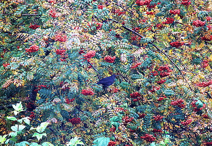 multicolored plant thumbnail