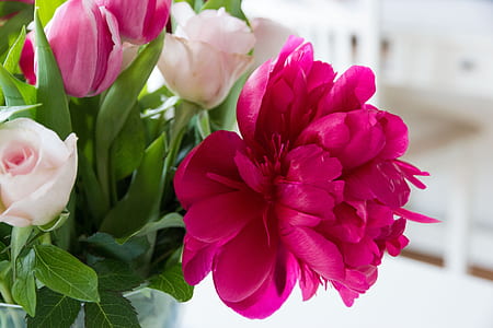 red and white flowers in macro shot thumbnail