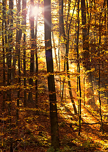 yellow leaf trees taken at daytime thumbnail