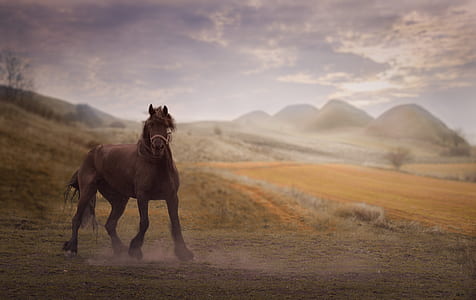brown horse on the desert thumbnail
