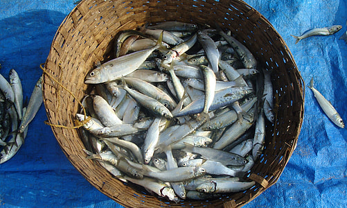 Fish, Indian Oil Sardine thumbnail