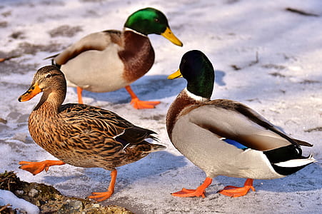 mallard ducks thumbnail