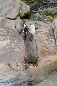 beaver on rock thumbnail
