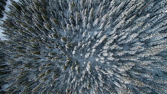 aerial view of trees covered with snow thumbnail