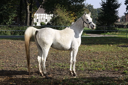 white horse thumbnail
