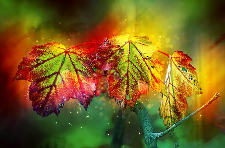 three maple leaves thumbnail