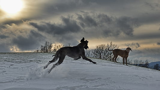 dog on snow field thumbnail