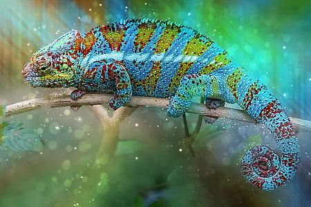 iguana on brown tree branch thumbnail