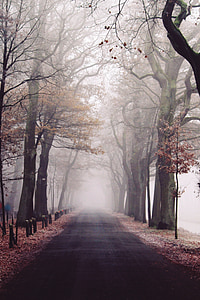 photo of hallway near trees thumbnail