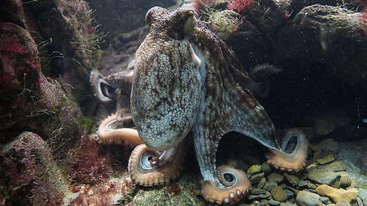 brown octopus thumbnail