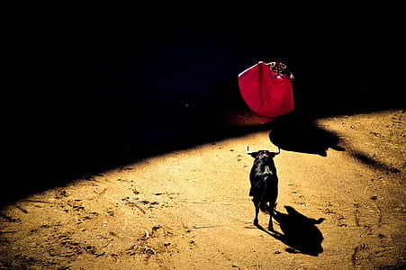 matador waving red blank against raging bull thumbnail