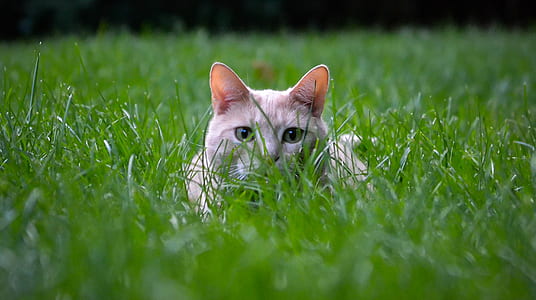 photo of orange cat lying on grass thumbnail