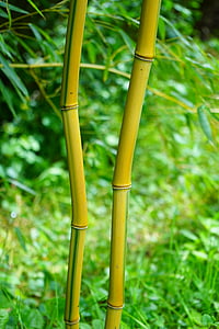 brown and green bamboo stick thumbnail