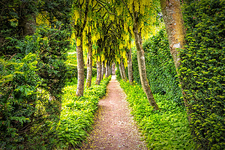 brown trail between green trees thumbnail