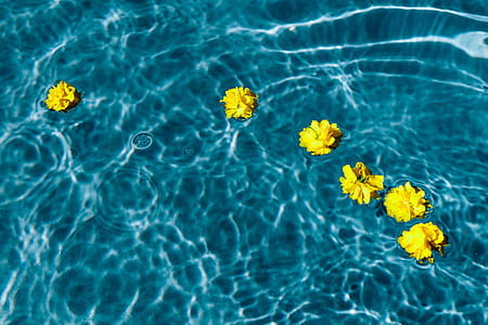 Small yellow flowers floating in the pool thumbnail