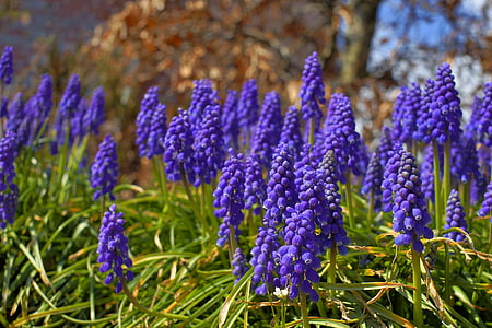 photo of purple hyacinth flowers with green leaves thumbnail