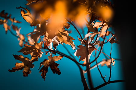 Close-up Photography of Orange Maple Leaves thumbnail