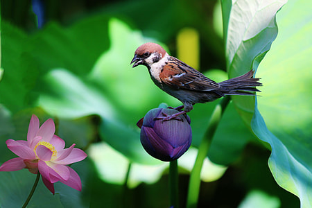 brown and white sparrow standing on flower thumbnail