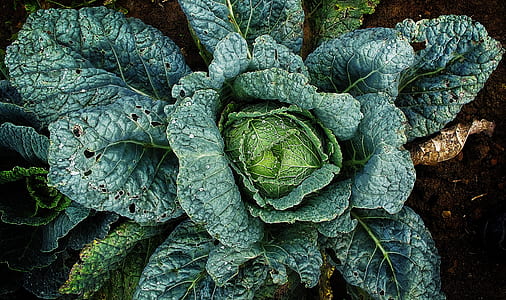 close up photo of plant thumbnail