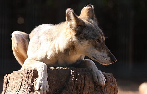 grey and white wolfdog resting on log thumbnail