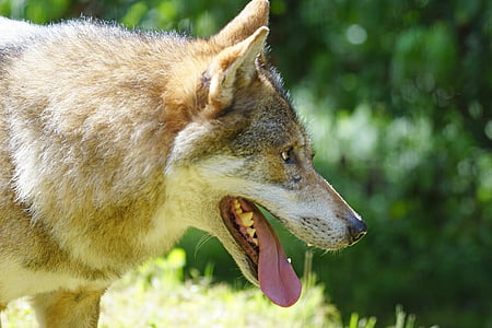 adult tan Czechoslovakian wolf dog thumbnail