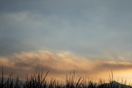 green grass field during golden hour thumbnail