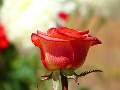 red rose thumbnail