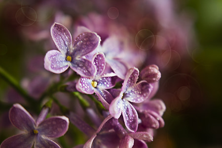 shallow focus of pink flowers thumbnail