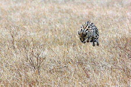 jaguar hopping on grass thumbnail
