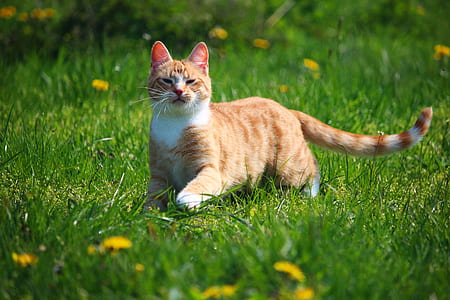 orange tabby cat on green grass field thumbnail