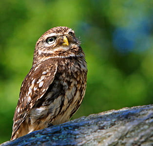 brown and white owl thumbnail